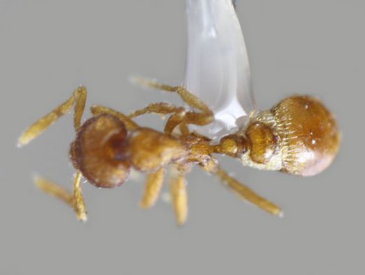 tissus filandreux autour des petioles et le gastre