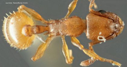 dorsal du thorax d‘ouvriere Temnothorax tristis
