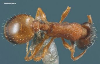 vue dorsale d‘une ouvriere Temnothorax tuberum