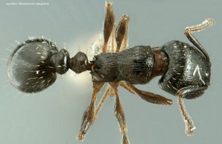 vue dorsale d‘une ouvriere Tetramorium caespitum