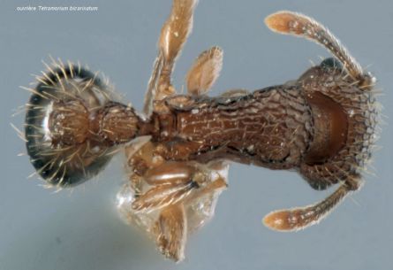 vue dorsale d‘une ouvriere Tetramorium bicarinatum