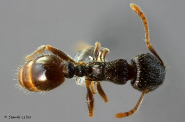 vue dorsale d‘une ouvriere Tetramorium moravicum