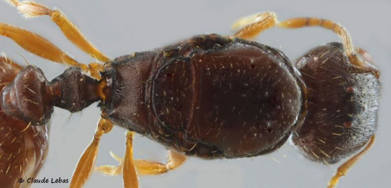 thorax lise de la reine Tetramorium semilaeve