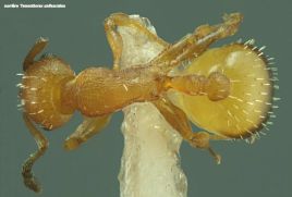 vue dorsale d‘ouvriere Temnothorax unifasciatus