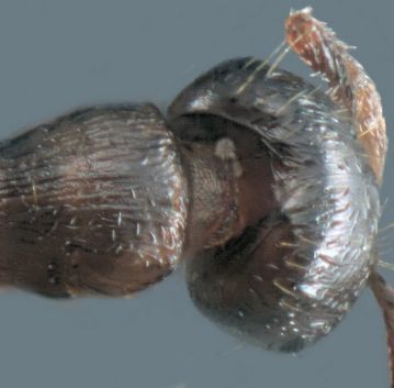 tete Tetramorium caespitum