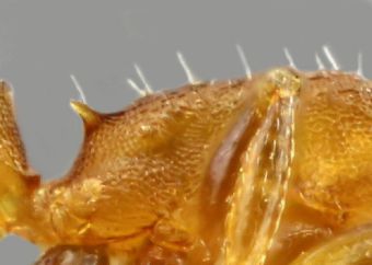 thorax Temnothorax rabaudi