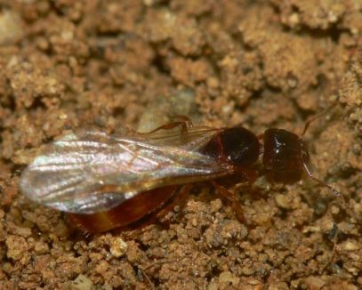 essaimage d‘une reine  Pheidole pallidula