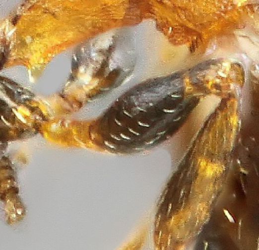 tibia  Temnothorax nigriceps aux poils couchés