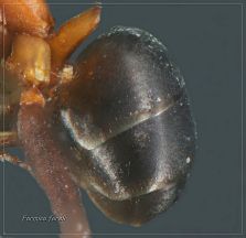 gastre Formica foreli