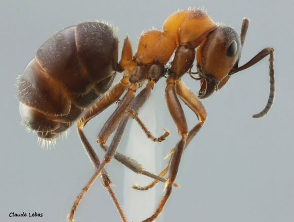 ouvriere Formica lugubris"