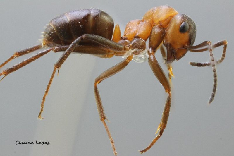 fourmi  Formica polyctena
