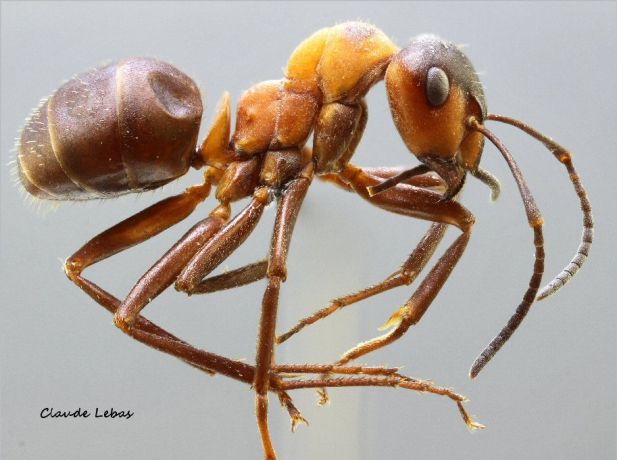 ouvriere Formica rufa