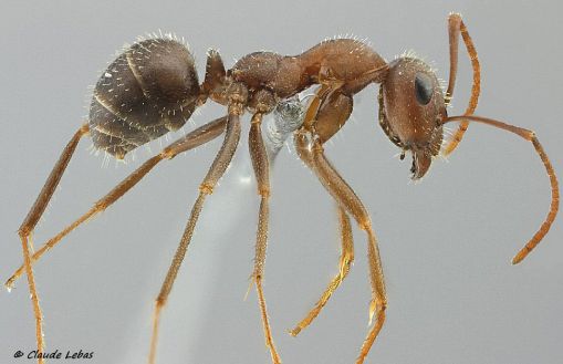 ouvriere Formica subrufa