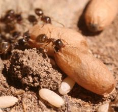 cocons de fourmis