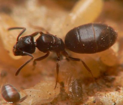 reine Tapinoma pigmaeum