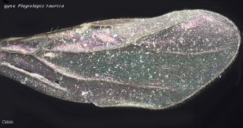 aile antérieure reine Plagiolepis