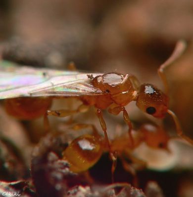 fourmi  Temnothorax  kutteri