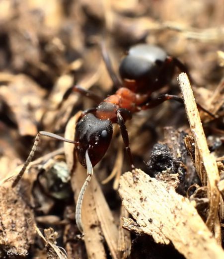 fourmi Formica pressilabris