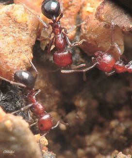 fourmis  Messor minor