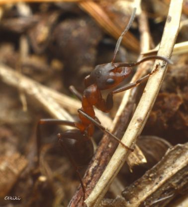 fourmi Formica foreli