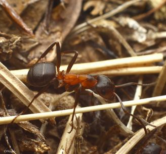 fourmi Formica foreli