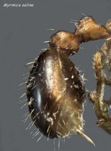 gastre  Myrmica salina