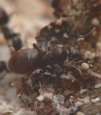 reine Tapinoma madeirense