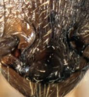 front  Myrmica salina