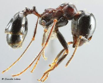 major Messor wasmanni