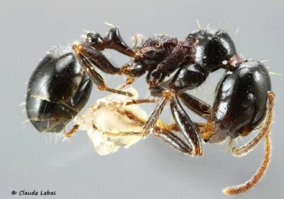 minor Messor wasmani