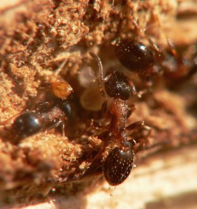 fourmis  Temnothorax kraussei