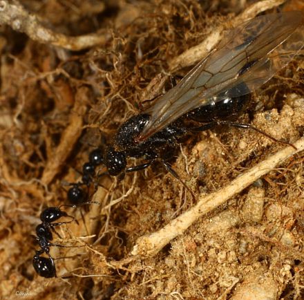 reine Messor bouvieri dans la nature
