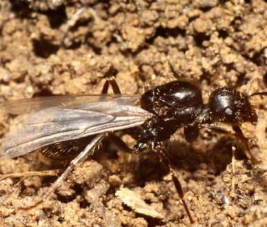 reine Messor structor