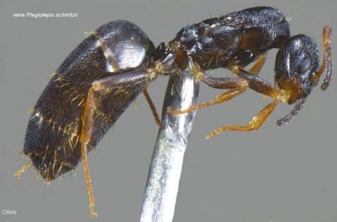 reine Plagiolepis shmitzii