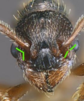 tete de gyne Myrmica aloba 