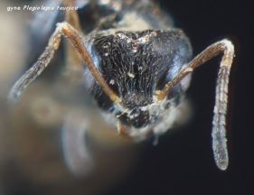 tete reine Plagiolepis pygmaea