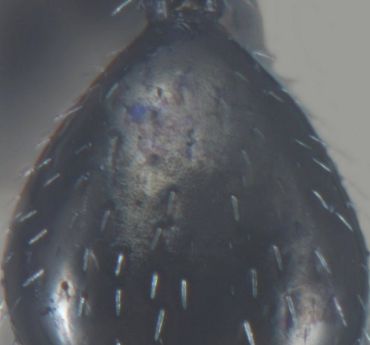 gastre Aphaenogaster spinosa