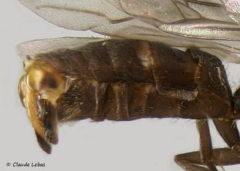 gastre très poilu de mâle Formica subrufa