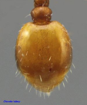 bande sombre du premier tergite interrompue en son milieu