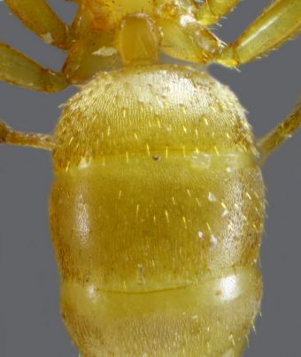 ouvriere Lasius carniolicus