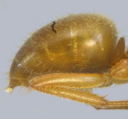 gastre aux poils peu denses ouvriere Lasius rabaudi