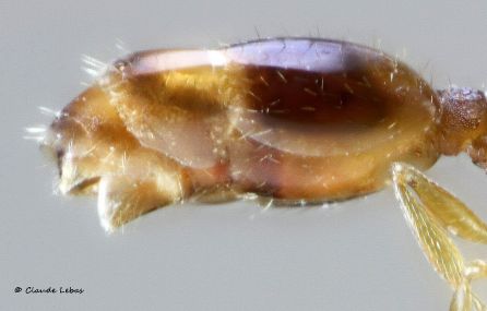 carene du petiole de la reine Temnothorax unifasciatus