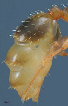 gastre  Temnothorax nylanderi