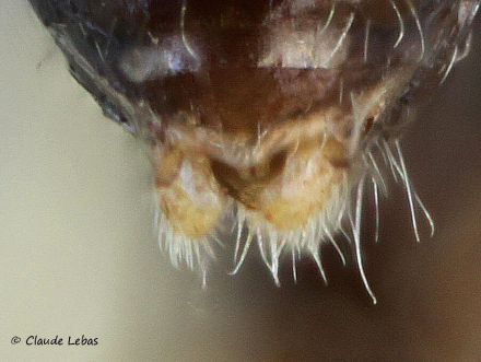 genitalias  mâle Aphaenogaster spinosa