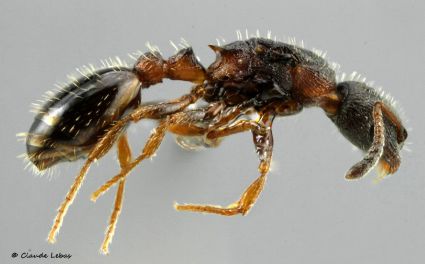 reine Leptothorax muscorum