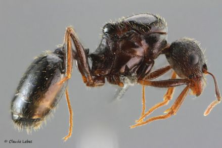 gyne Aphaenogaster gibbosa