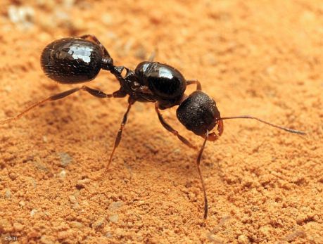 gyne Aphaenogaster gibbosa