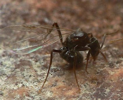 princesse  Bothriomyrmex meridionalis