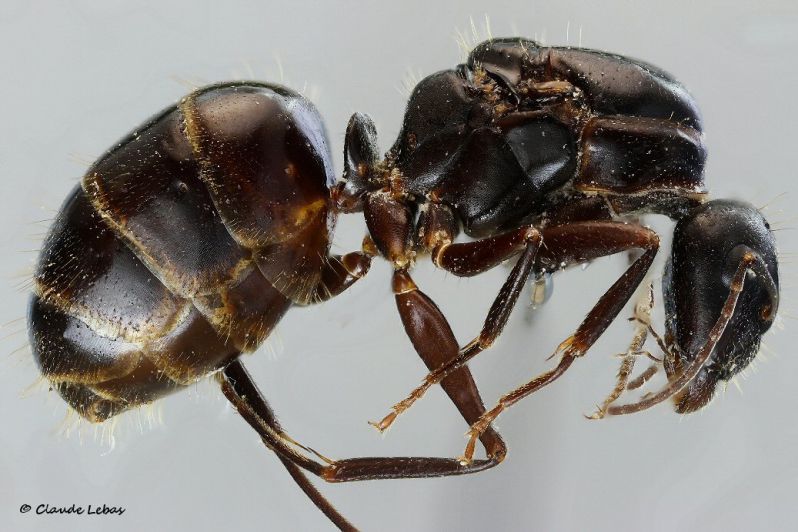 reine Camponotus aethiops