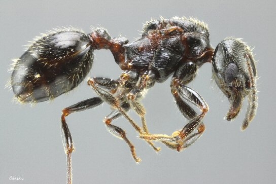 gyne Goniomma blanci